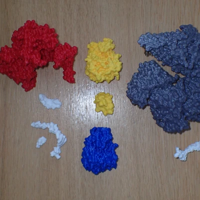 Mô hình T7 DNA replisome