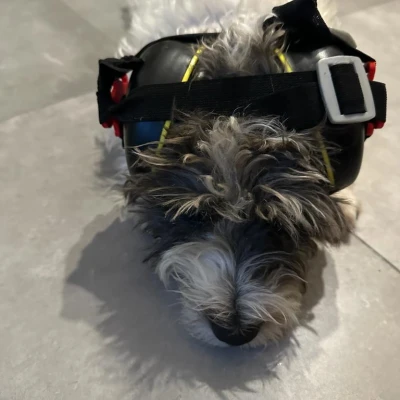 Chụp tai bảo vệ cho chó