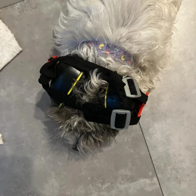 Chụp tai bảo vệ cho chó