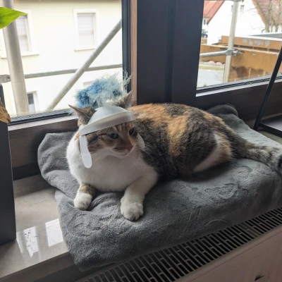 Mũ bảo hiểm mèo La Mã