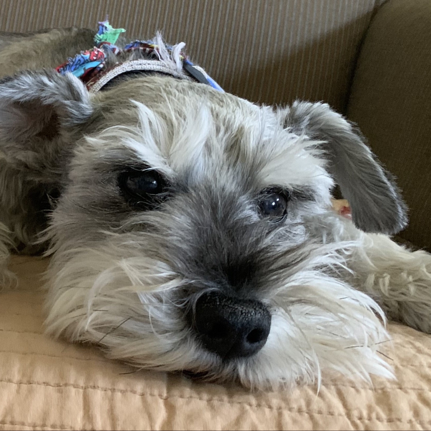 GoodallMaker_1559079