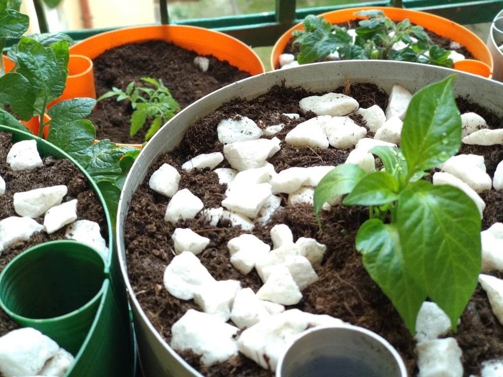 Chậu tự tưới cho chế độ "vase mode"