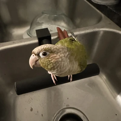 Chỗ Đậu Chim Cho Chậu Tắm Đôi