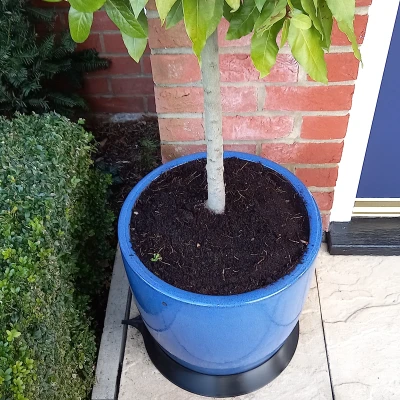 Đế Chậu Cây Chống Đổ