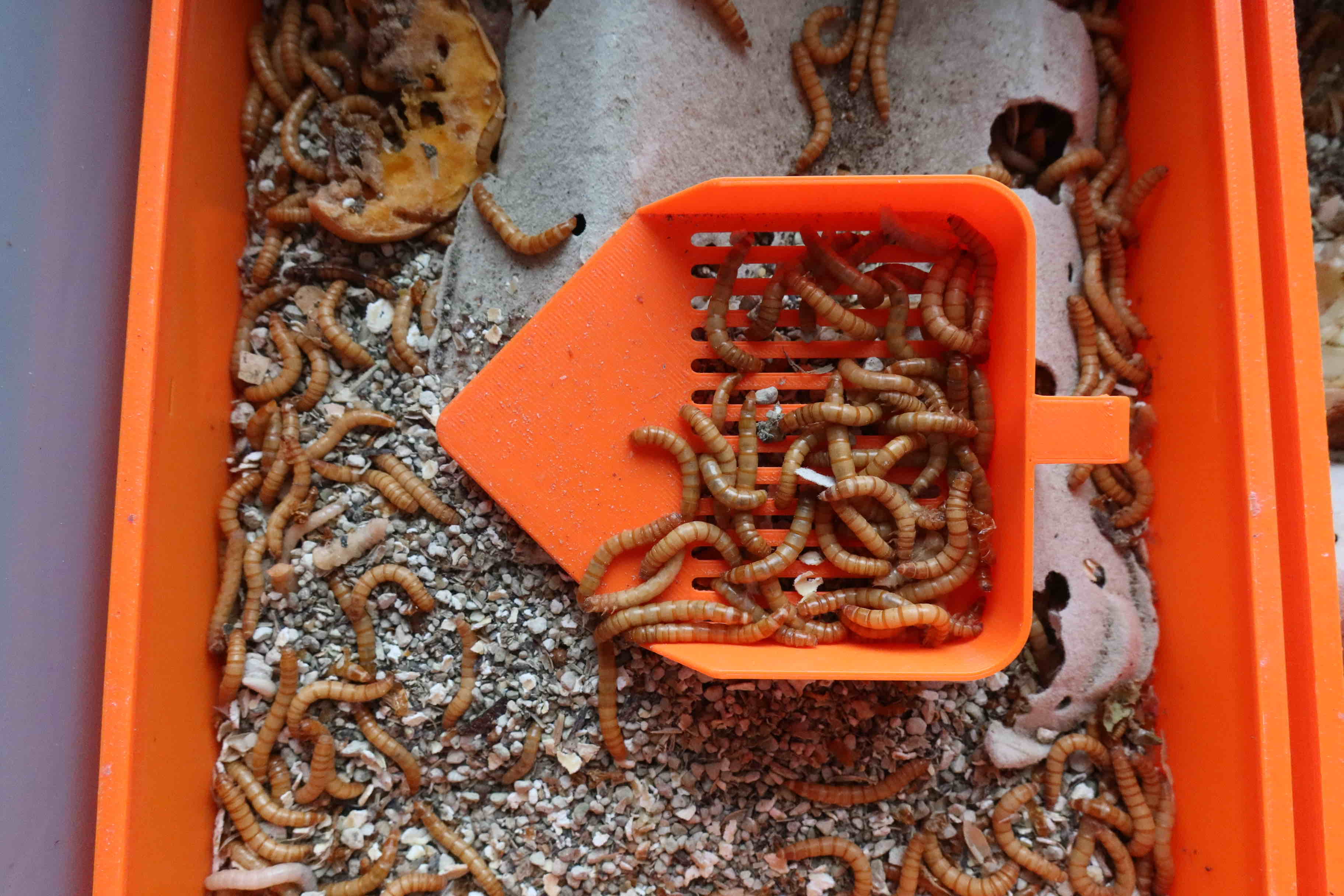 Bột sâu Breating: xẻng với rây cho giun ăn/bọ cánh cứng - muỗng với rây cho giun ăn