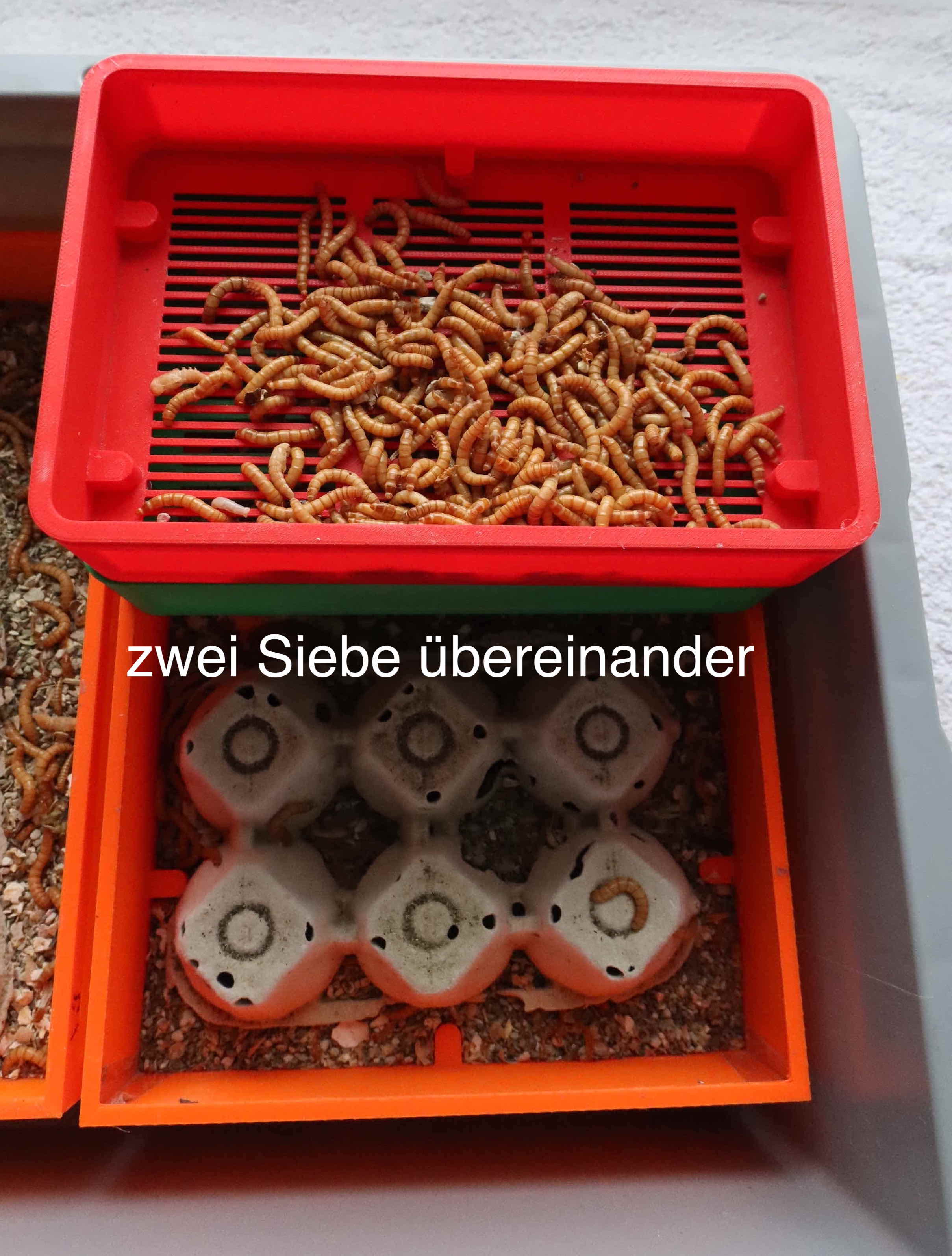 Bột sâu Nhân giống: Sief cho giun ăn - sàng cho giun ăn