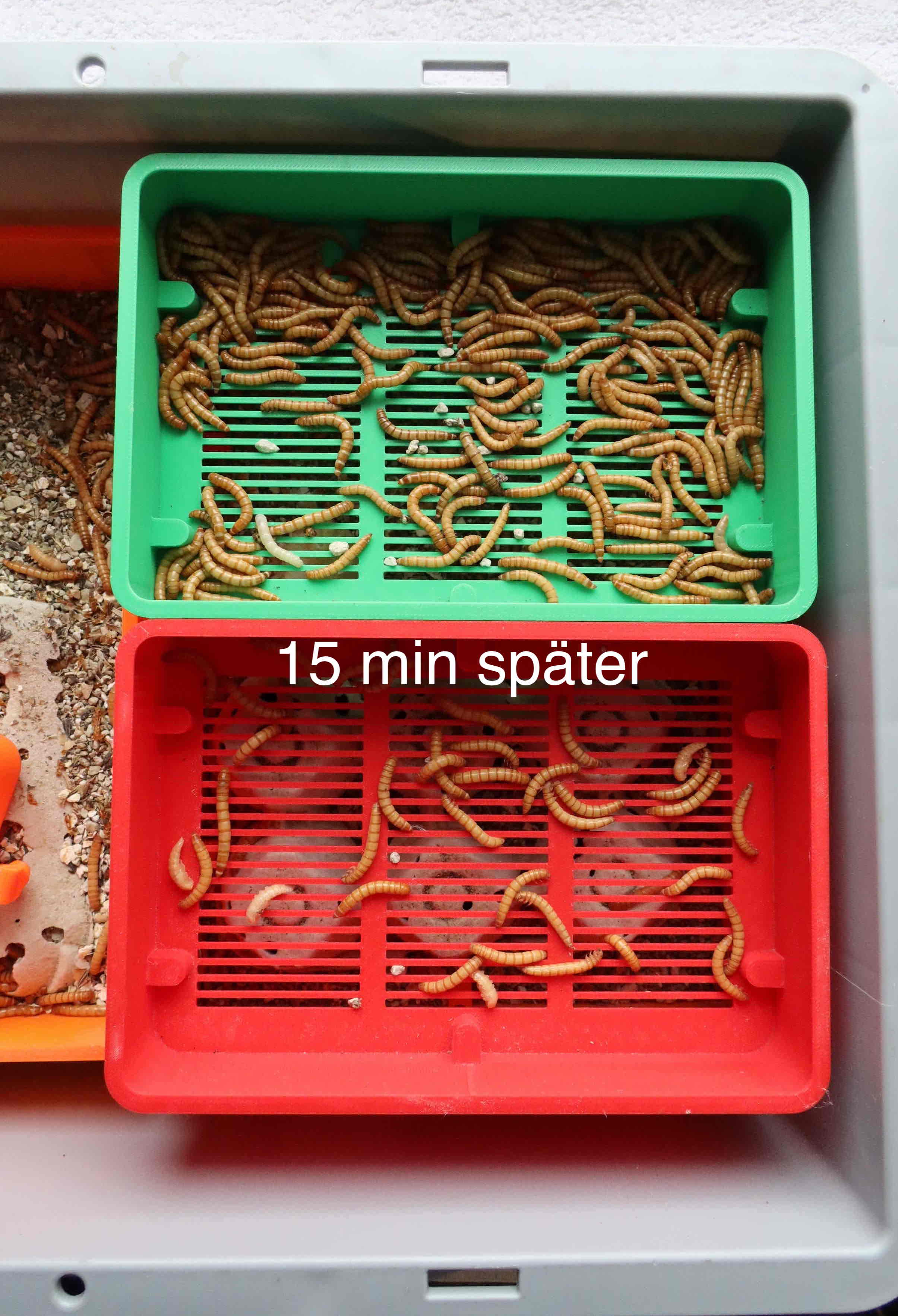 Bột sâu Nhân giống: Sief cho giun ăn - sàng cho giun ăn