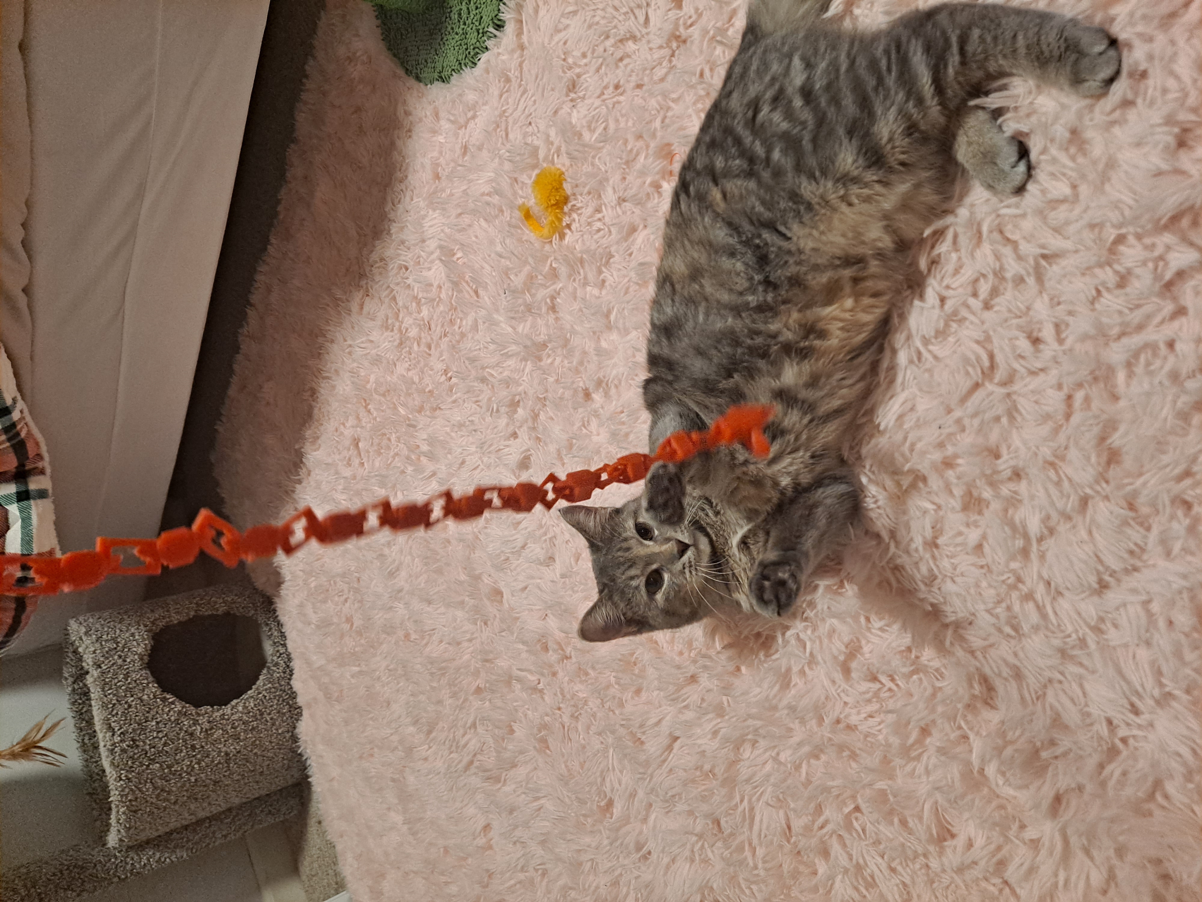 Đồ Chơi Mèo Bằng Ngón Tay Cho Mèo