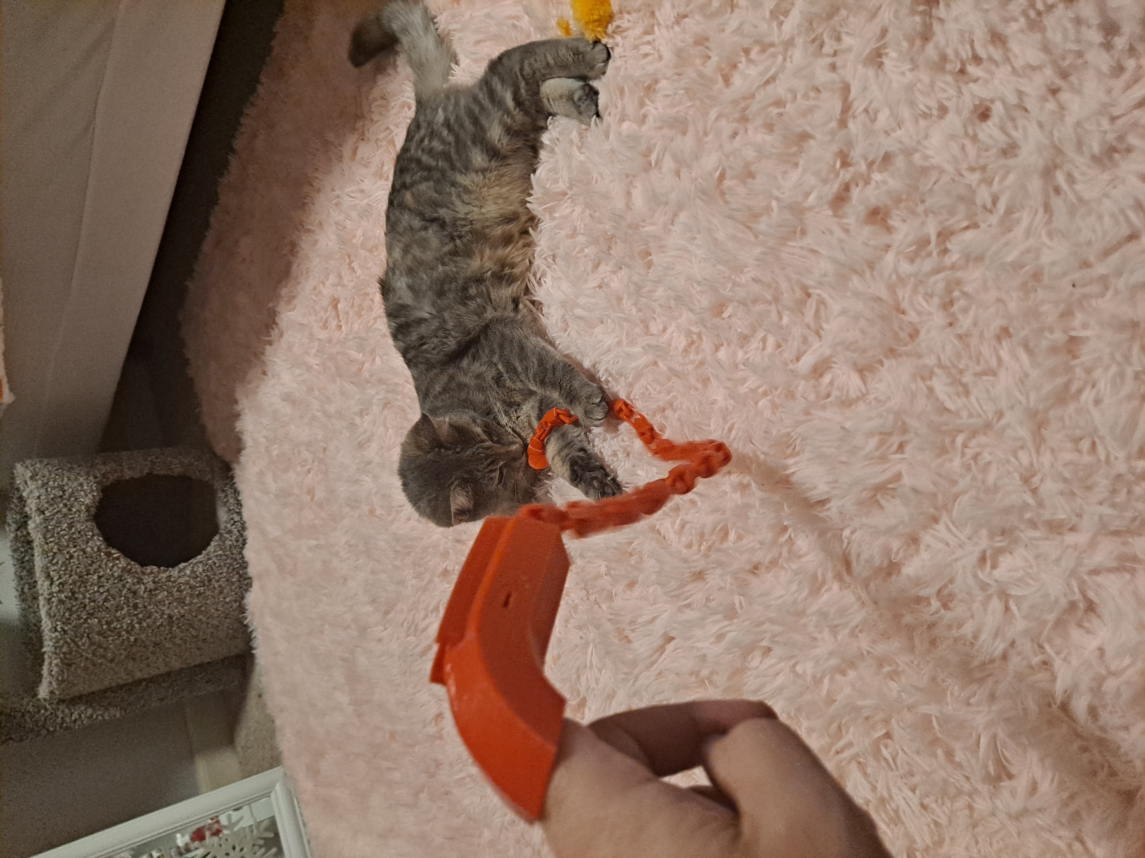 Đồ Chơi Mèo Bằng Ngón Tay Cho Mèo