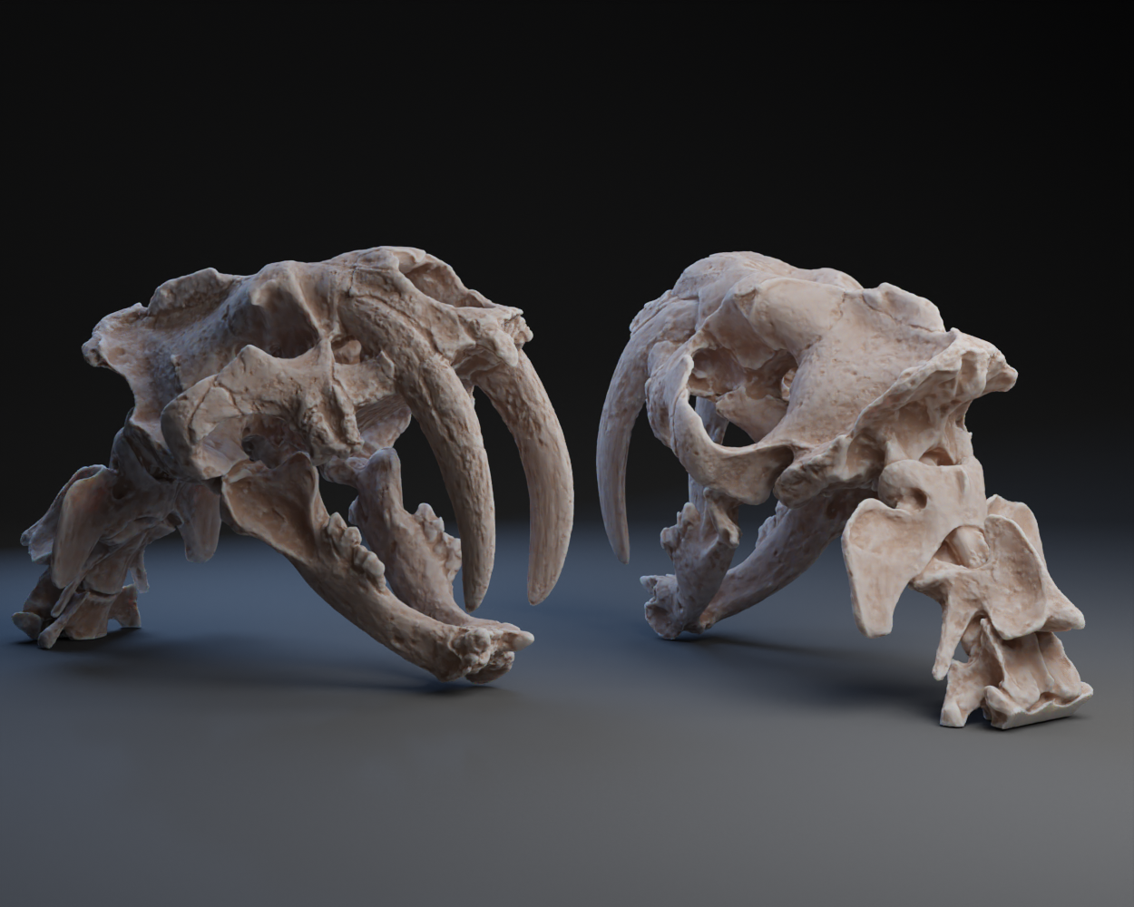 Đầu Lâu Hổ Răng Kiếm