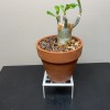 Chân đế chậu cây - Thumbnail 13