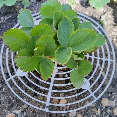 Chân đế dâu tây