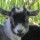 dumgoat_1274190