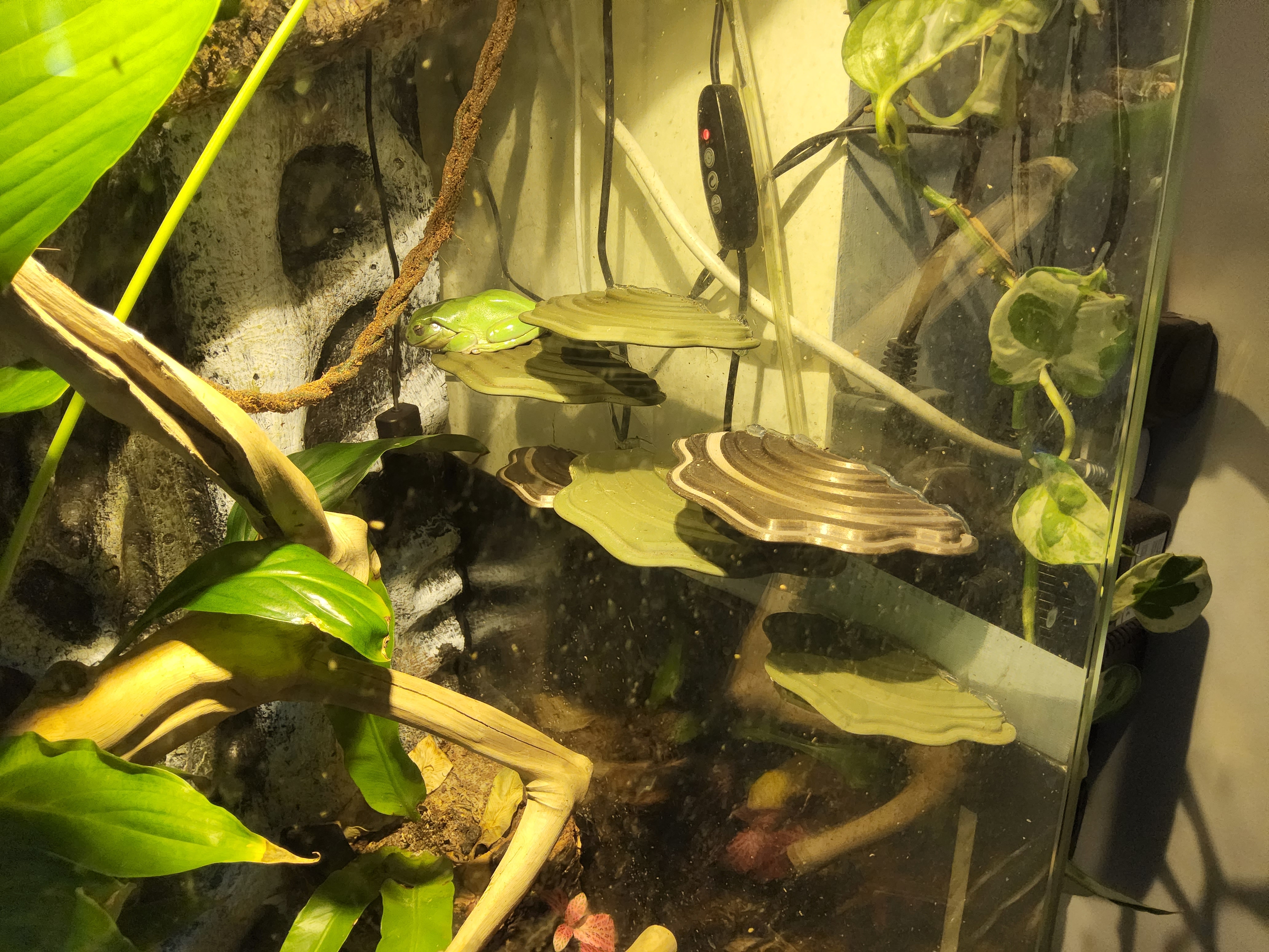 Bệ Nấm Terarium Cho Ếch Cây