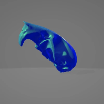 Hộp Sọ Chuột 3D