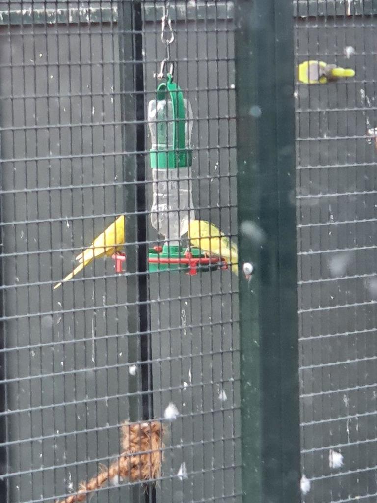 Chén uống nước cho chim có đế