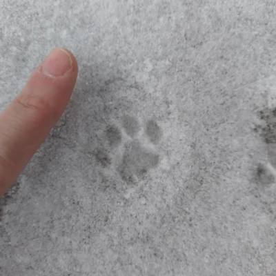 Con dấu chân mèo