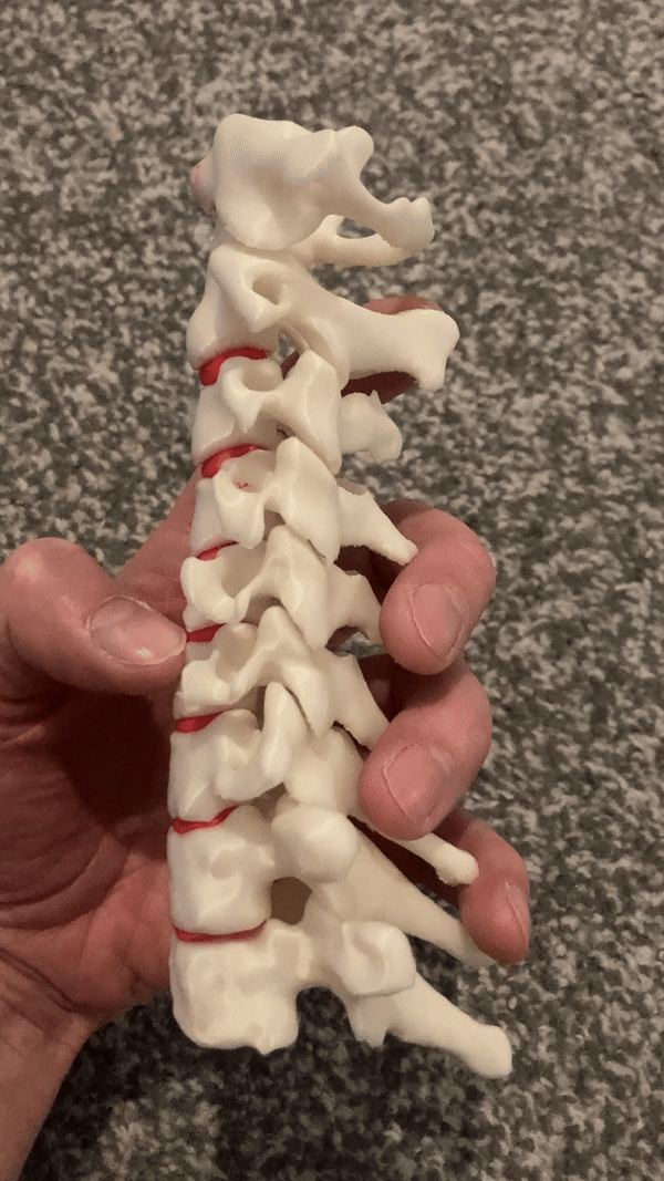 Xương Cổ Sống Linh Hoạt