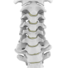 Xương Cổ Sống Linh Hoạt - Thumbnail 4