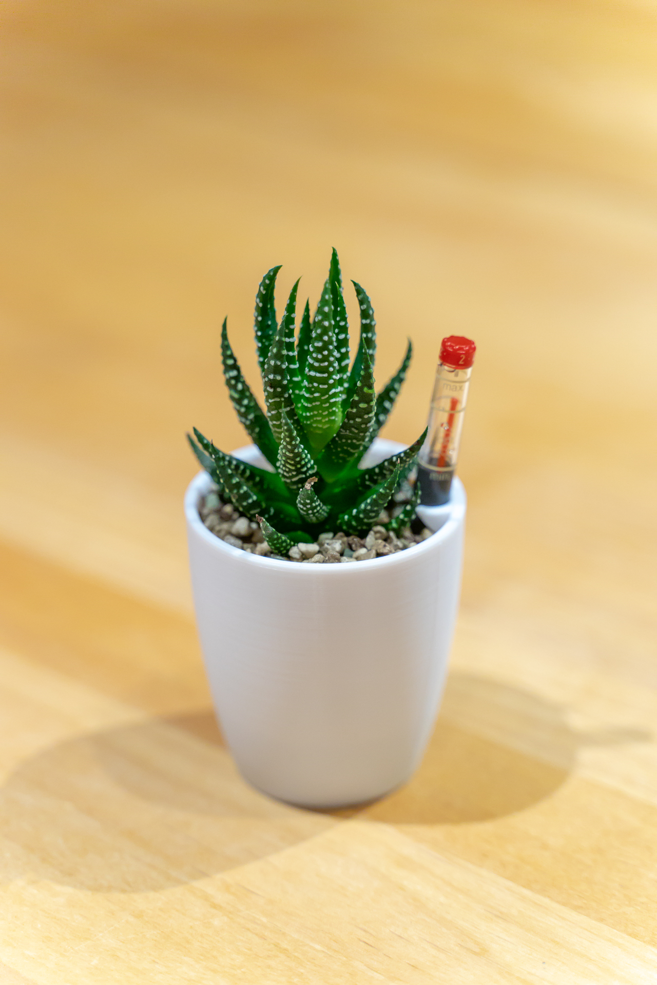 Chậu thủy canh mini, tự tưới nước