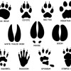Mẫu Dấu Chân Động Vật Theo Tỷ Lệ - Thumbnail 1