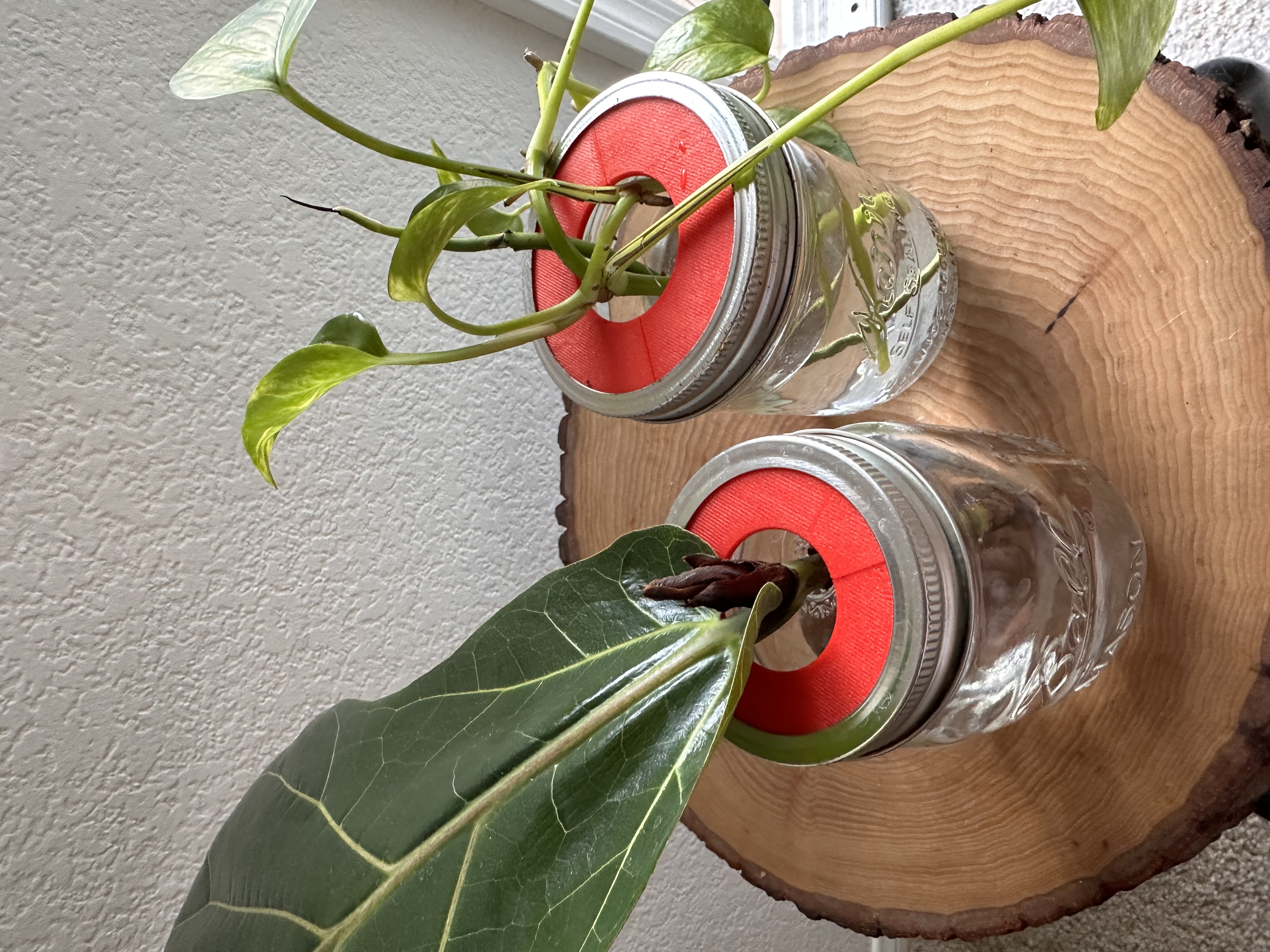 Nắp ươm cây cho bình Mason jar