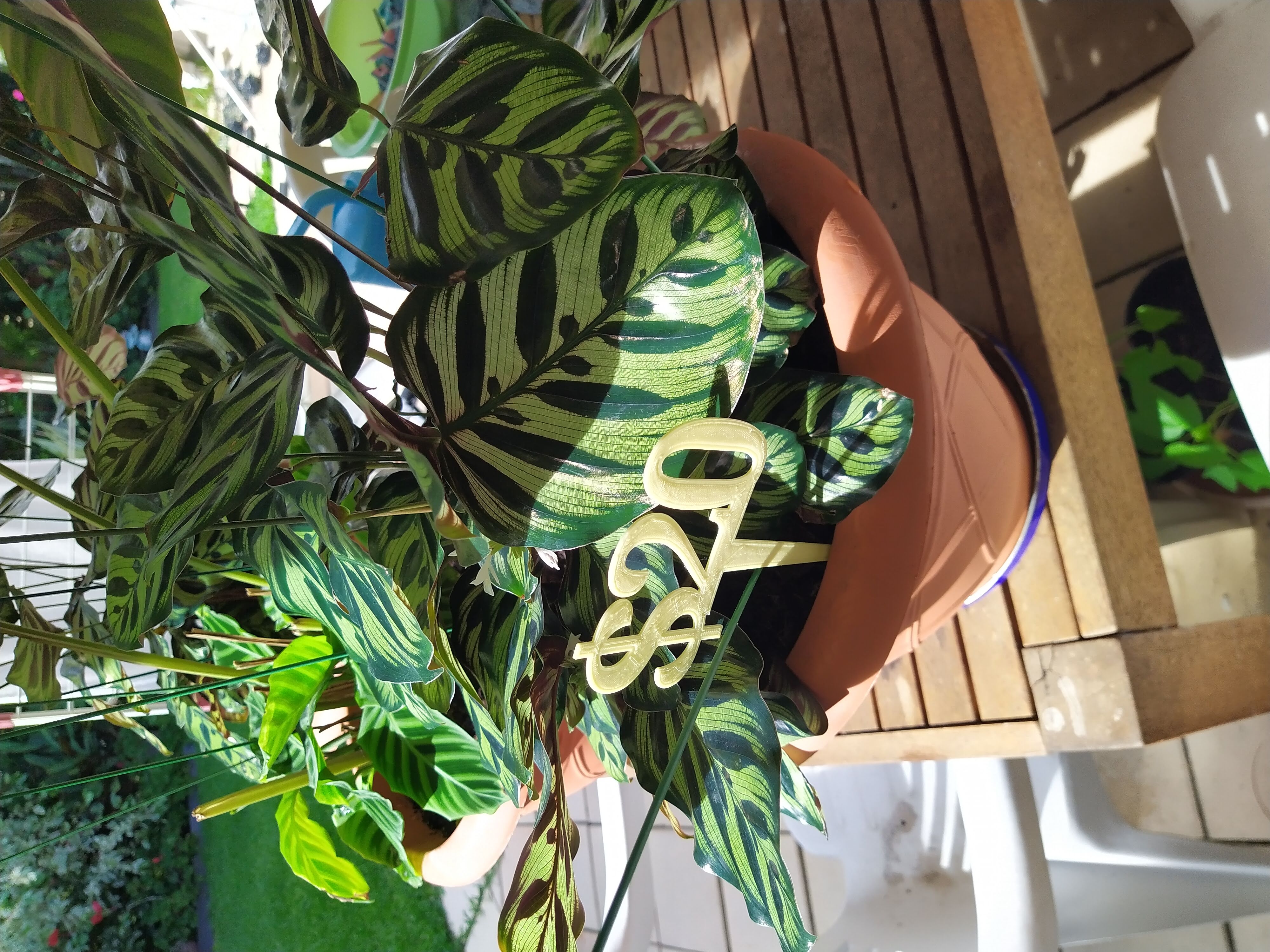 BIỂN BÁO GIÁ ĐÔ LA CHO CHẬU CÂY