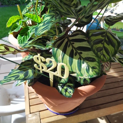 BIỂN BÁO GIÁ ĐÔ LA CHO CHẬU CÂY