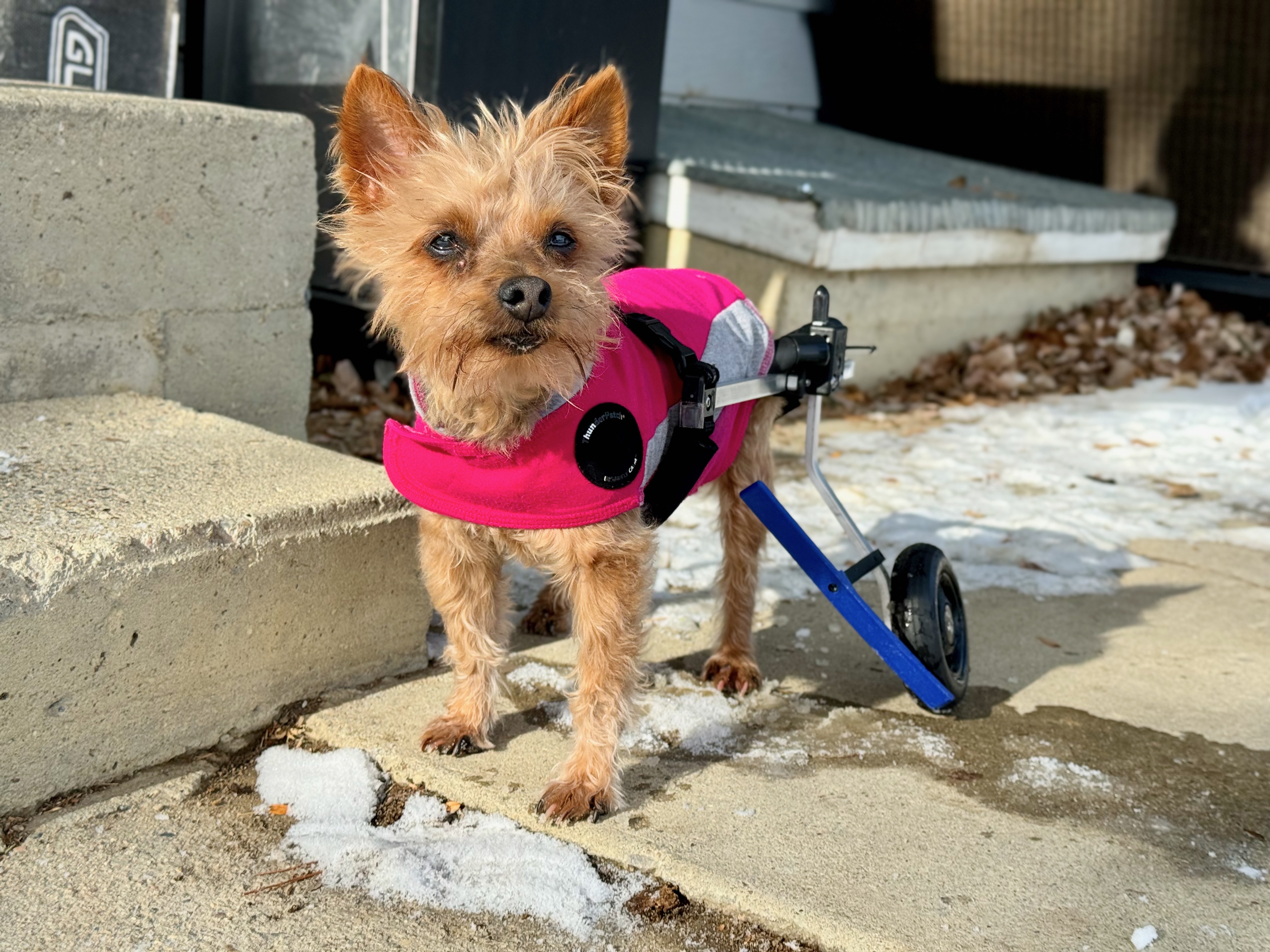 Chặn Bánh Xe K9 Cart Cho Chó