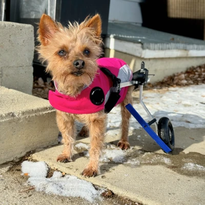 Chặn Bánh Xe K9 Cart Cho Chó