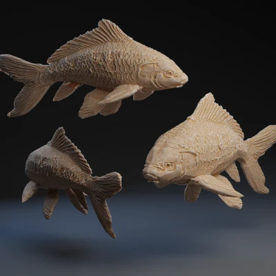 Mô hình Cá Koi 3D