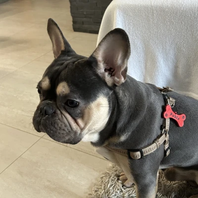 Thẻ tên cho chó gắn vòng cổ