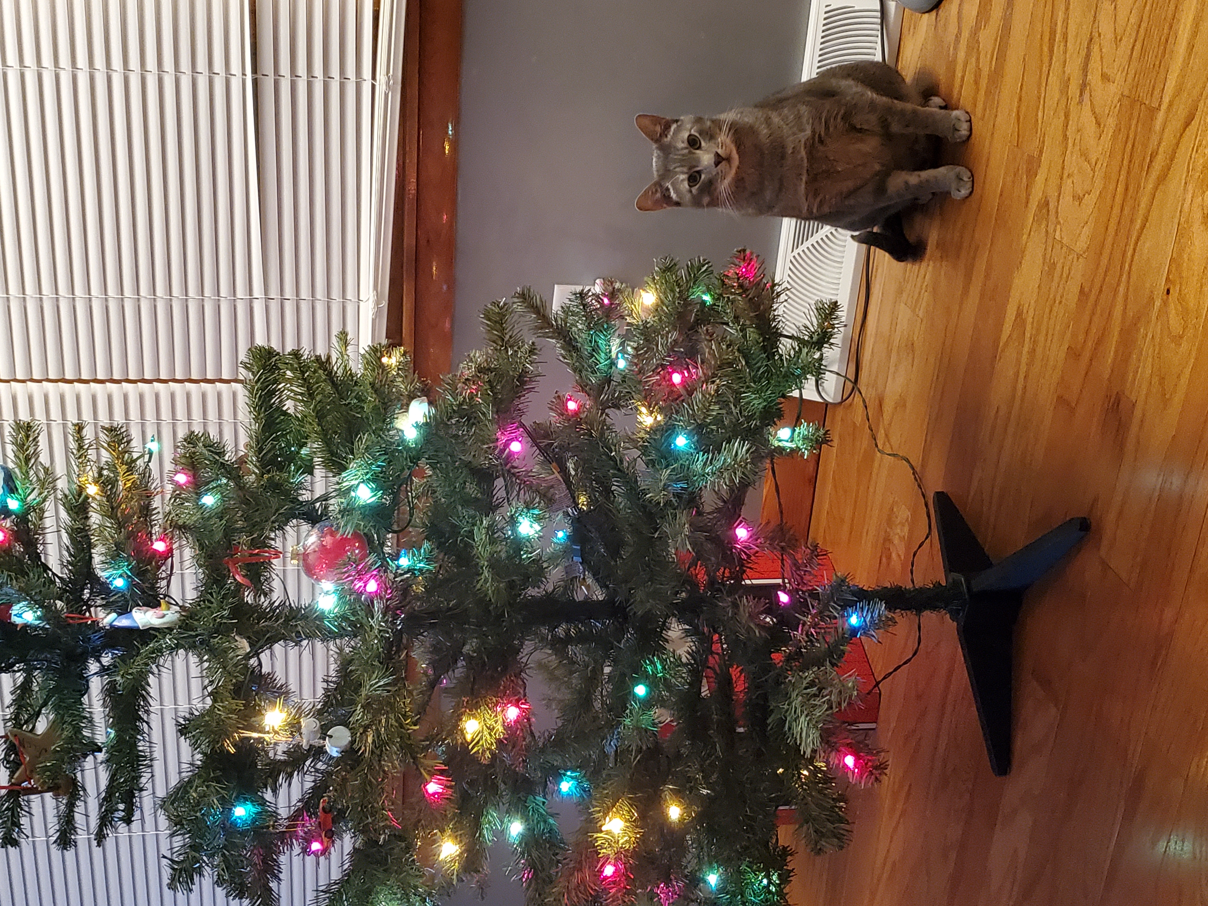 Đế Thay Thế Cho Cây Thông Noel