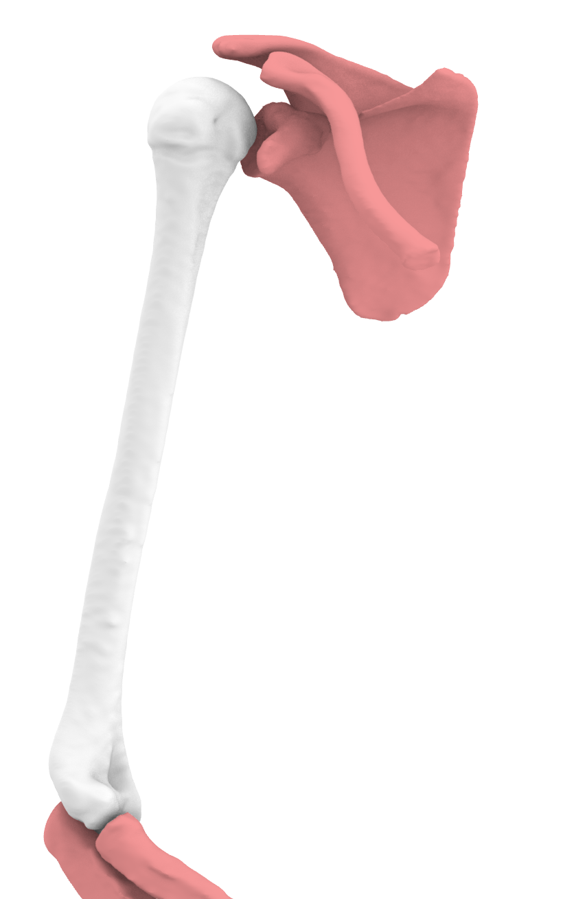 Xương Tay Trên Trái (Humerus Left)
