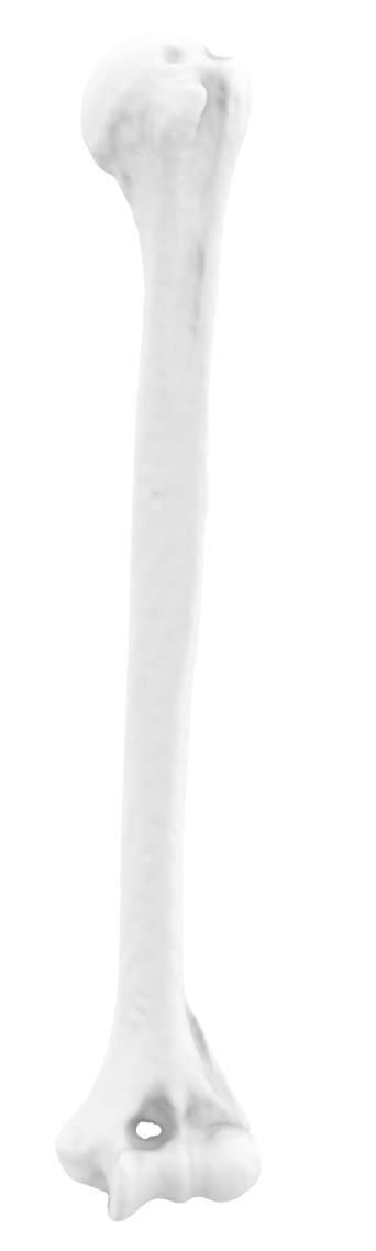 Xương Tay Trên Trái (Humerus Left)