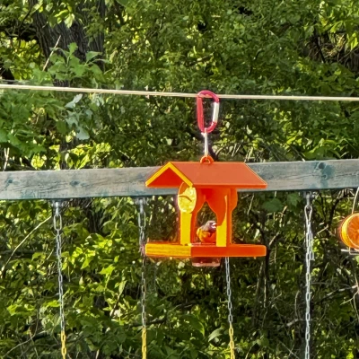 Chỗ Cho Chim Oriole Ăn