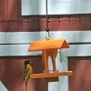 Chỗ Cho Chim Oriole Ăn - Thumbnail 5