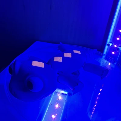 Bruni Frozen 2 (Dẻo) - Thằn Lằn Em Bé Dễ Thương