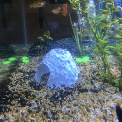 Hang động hồ cá