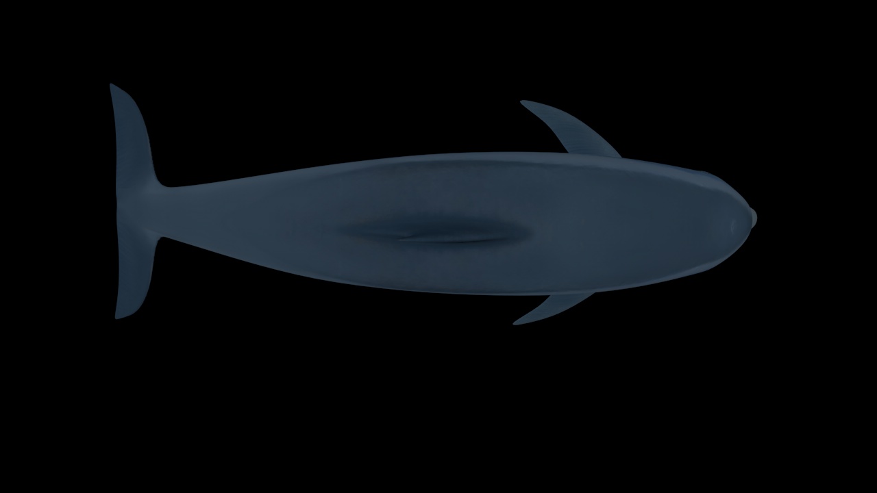 Mô hình cá heo chân thật