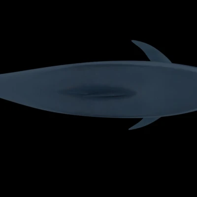 Mô hình cá heo chân thật