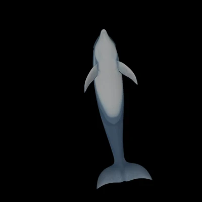 Mô hình cá heo chân thật