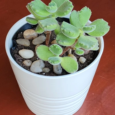 Lót Chậu Ikea Muskot 4 1/4"