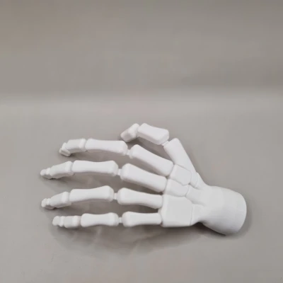Bàn tay bộ xương (có thể cử động)