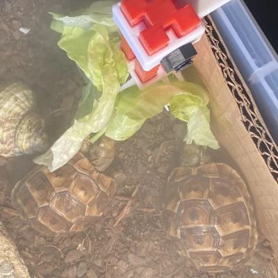 Thức Ăn Cho Rùa Cao Như Cành Cây