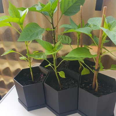 Chậu Lục Giác Đơn Giản