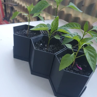 Chậu Lục Giác Đơn Giản