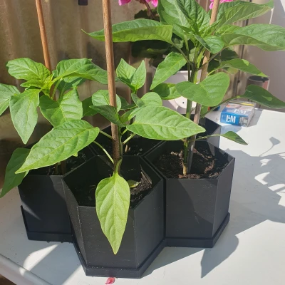 Chậu Lục Giác Đơn Giản