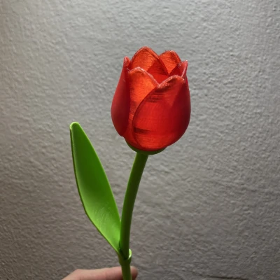 Hoa Tulip Xinh Đẹp Có Cuống - Quà Valentine Tuyệt Vời