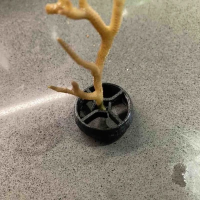 Đế Cắm Cho San Hô Con